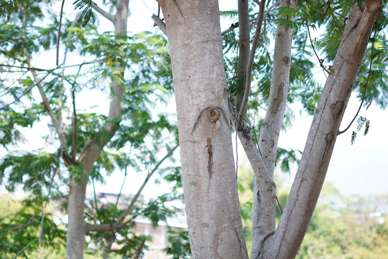 A tree trunk with holes that form like eyes and dense leaves and a clear sky during the day. photo