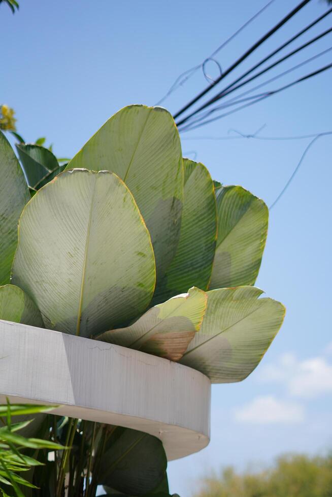 The corner of a building with stone walls and banana plants as garden decoration during the day photo