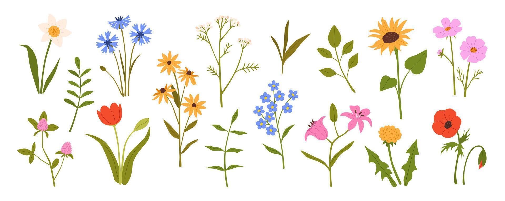 Spring flowers. Blooming garden and wild spring and summer flowers. Daisy, tulip and poppy, sunflower and lily, dandelion. Meadow herbs and field wildflowers. set vector