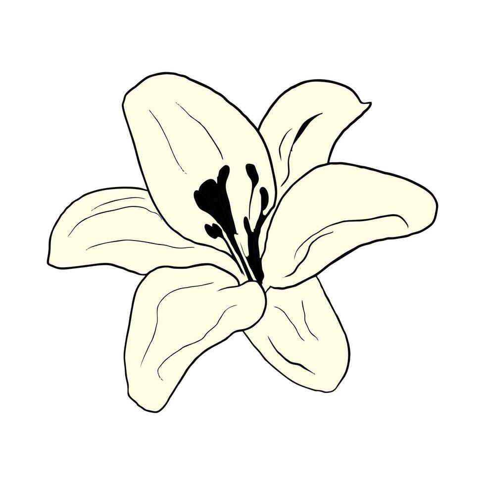 yellow lily flower vector