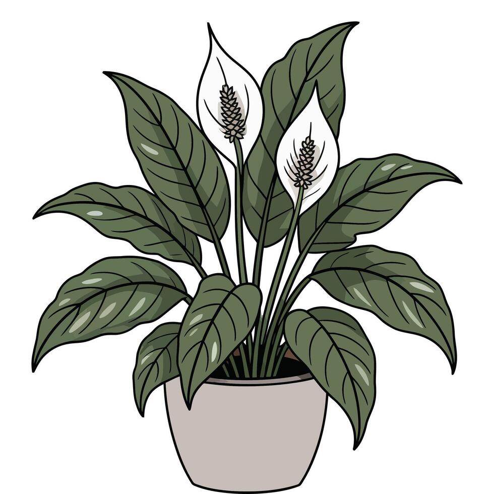 Peace lily plant in pot on white background illustration vector