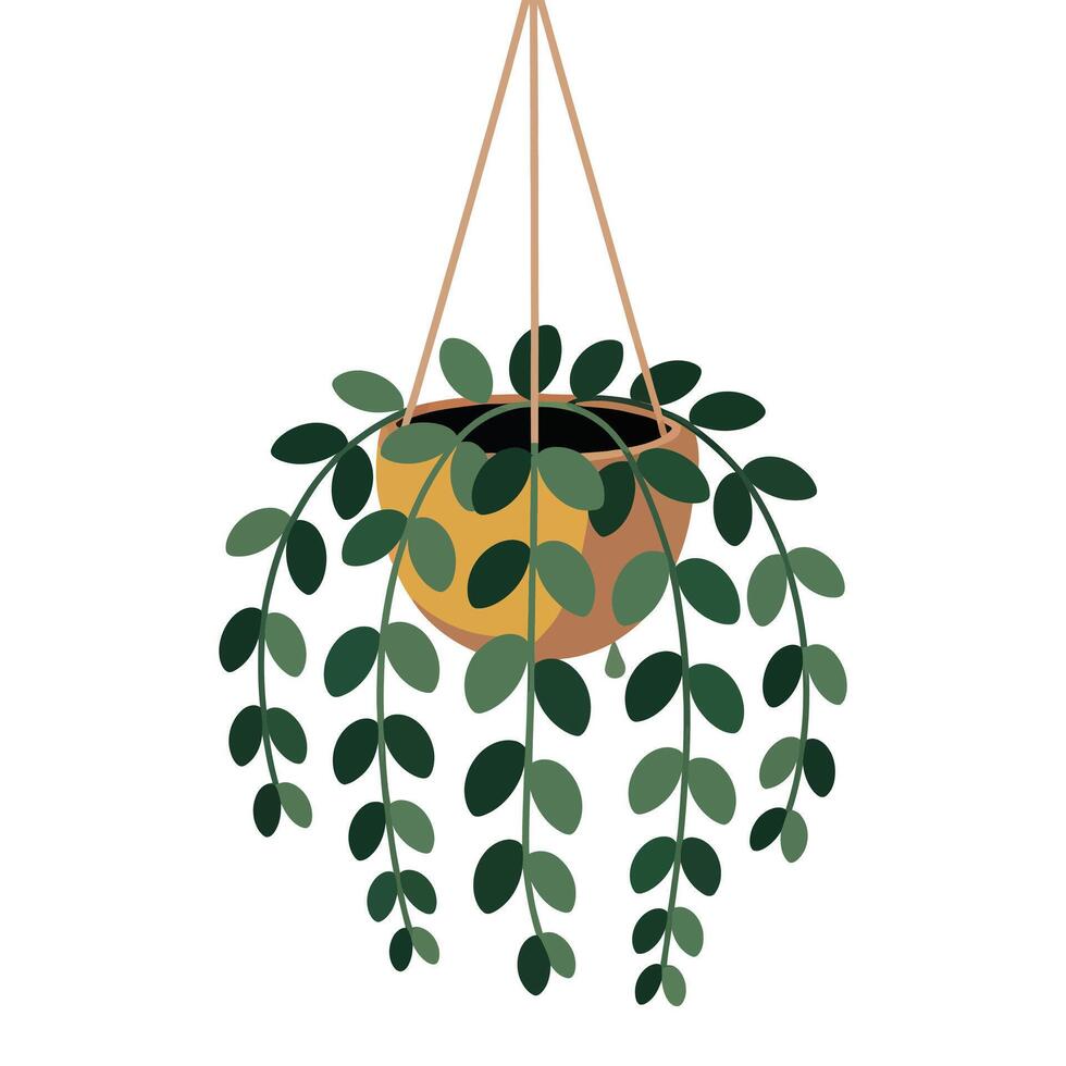 A hanging plant with leaves on a white background vector