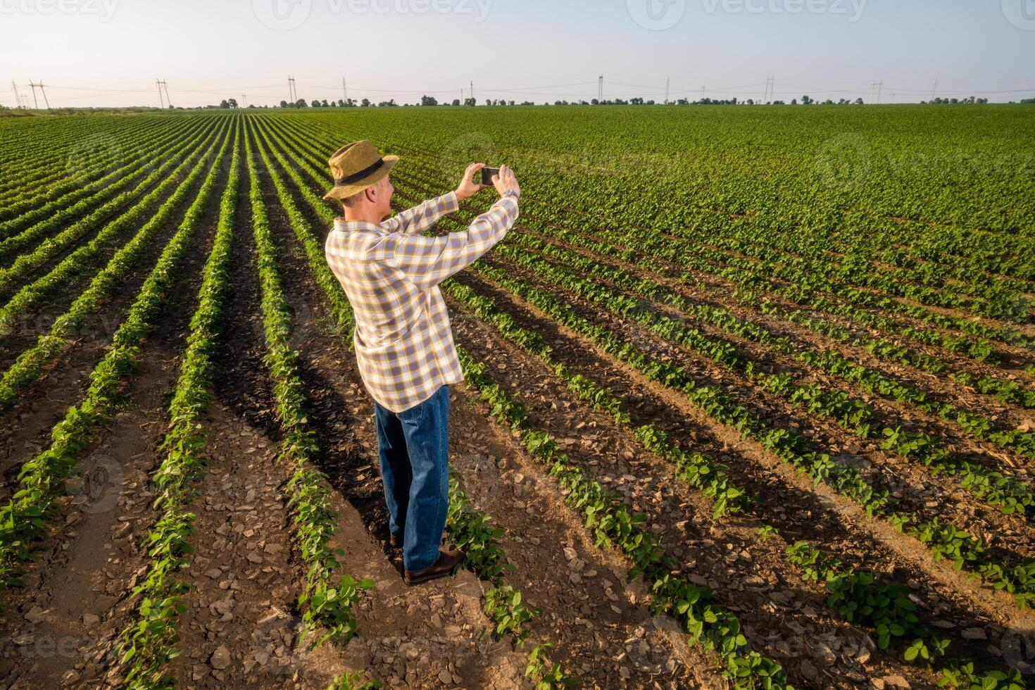 Satisfied senior farmer is standing in his growing soybean field and filming agricultural field. photo