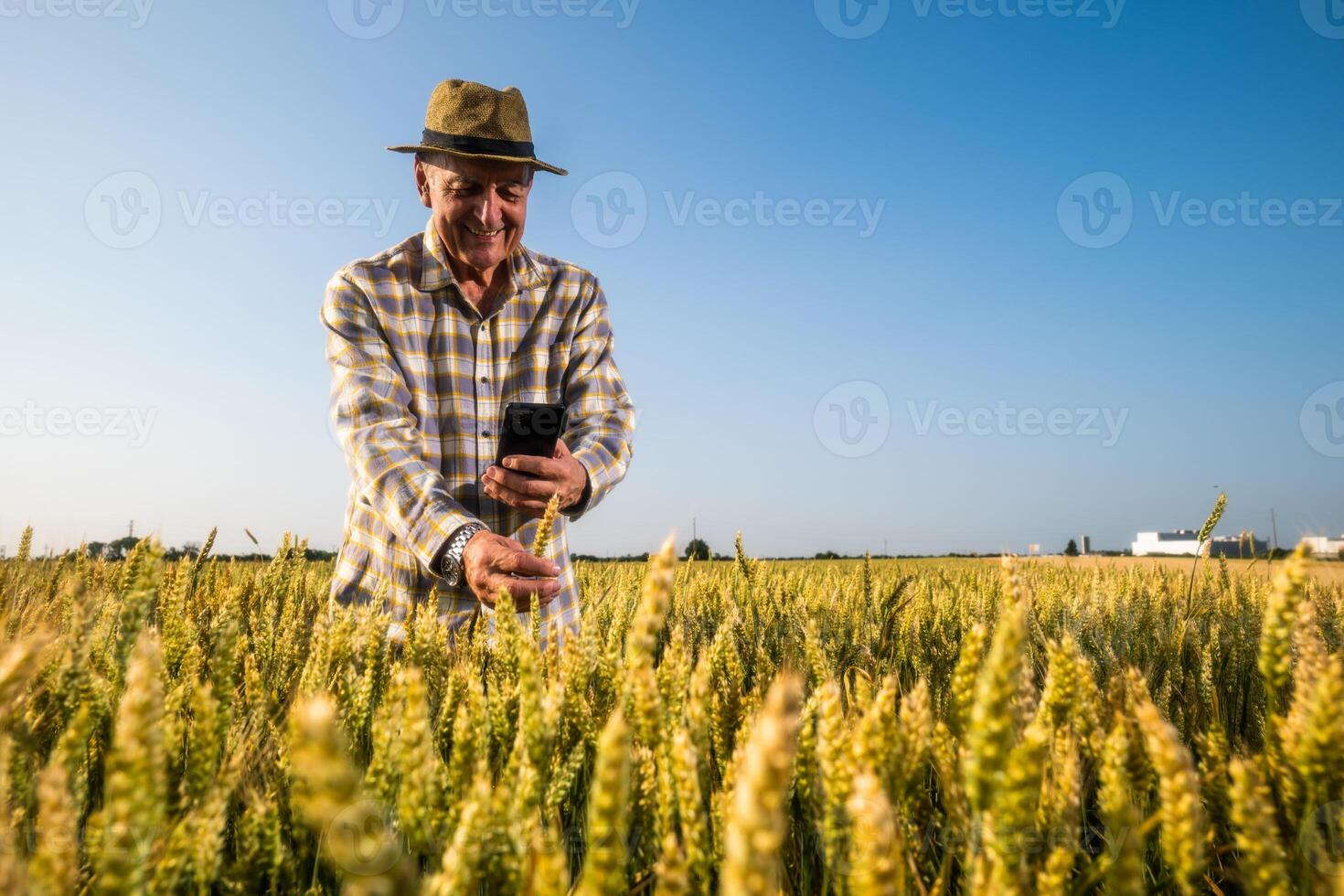 Senior farmer is standing in his growing wheat and using smartphone photo
