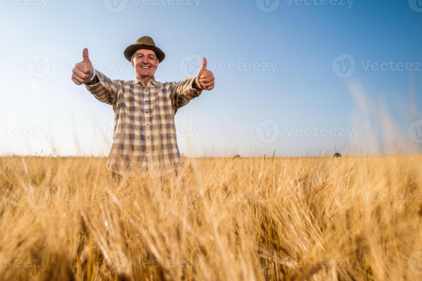Senior man is standing in his growing wheat field. Farmer is satisfied with growth of crops and showing thumbs up. photo