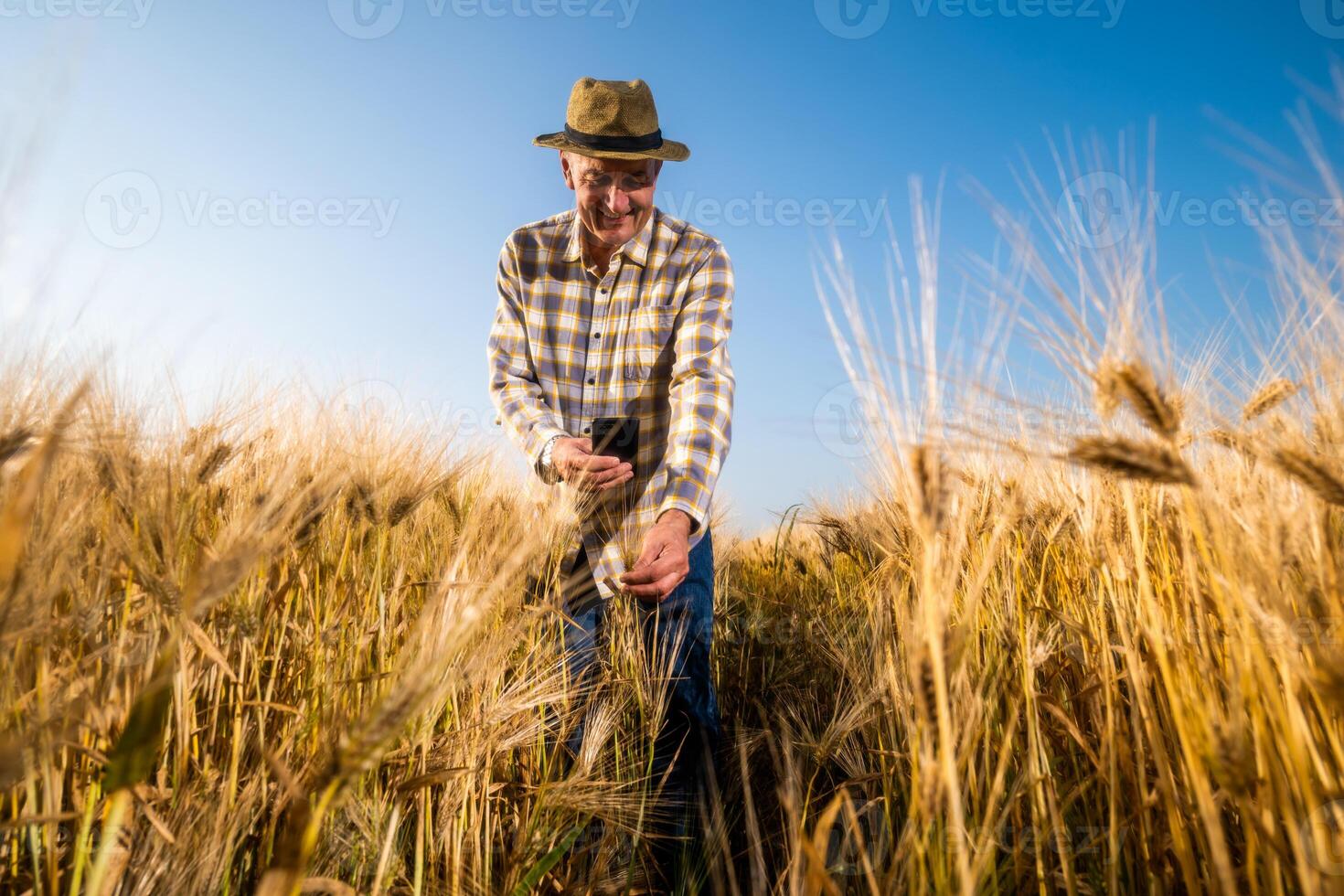 Senior farmer is examining wheat crops. He is using smartphone. photo