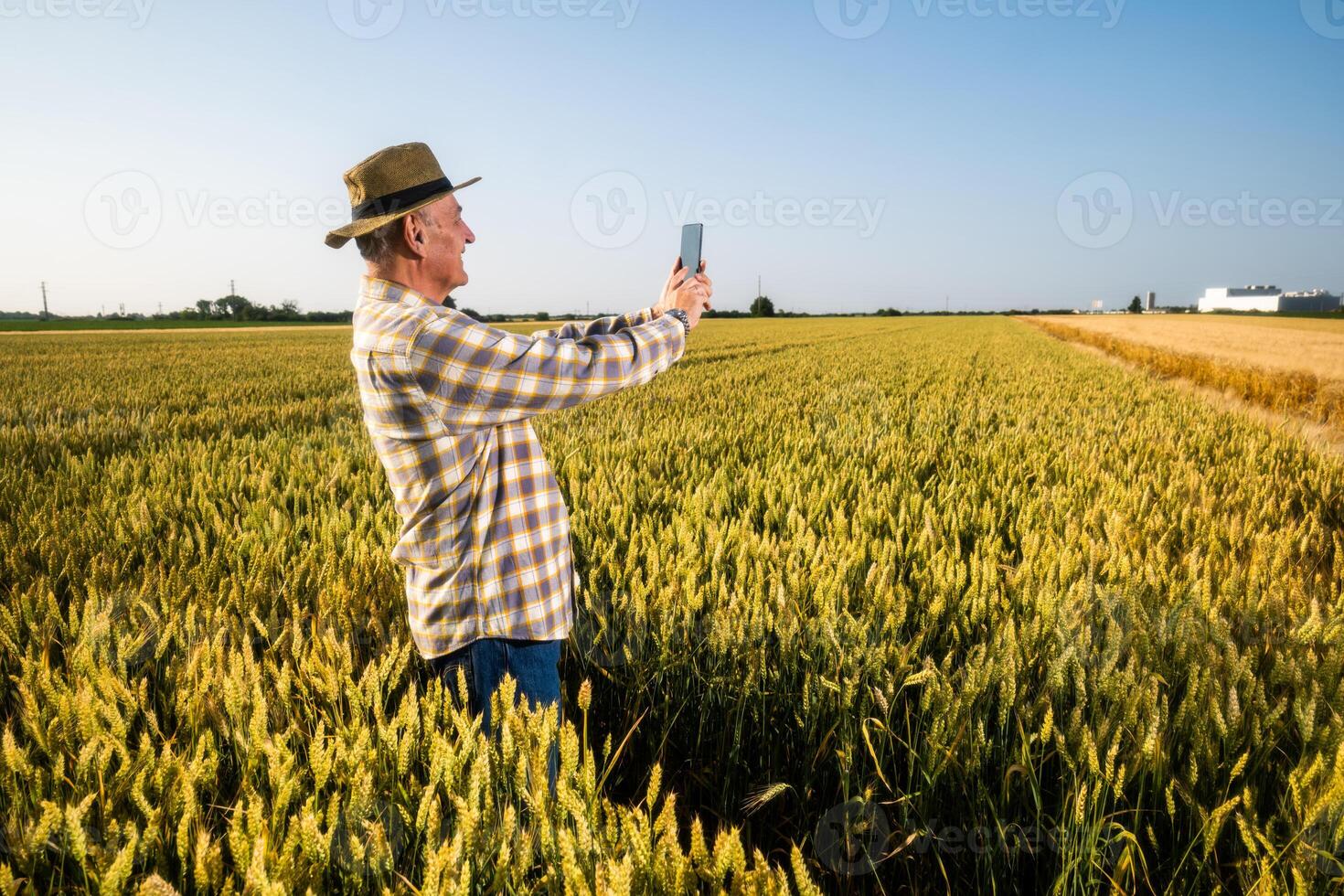 Senior man is standing in his growing wheat field and using smartphone photo