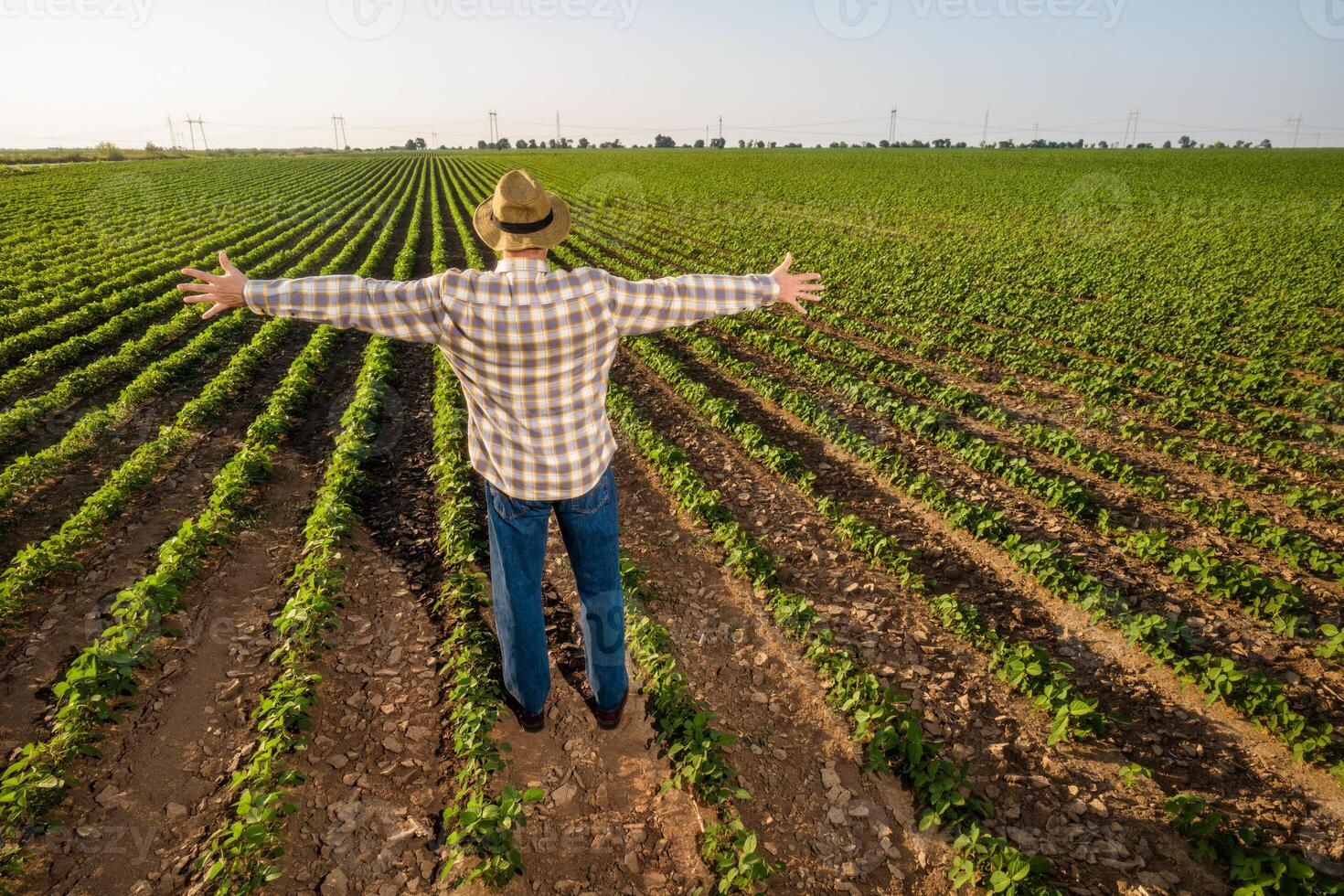 Satisfied senior farmer is standing in his growing soybean field with arms outstretched. photo