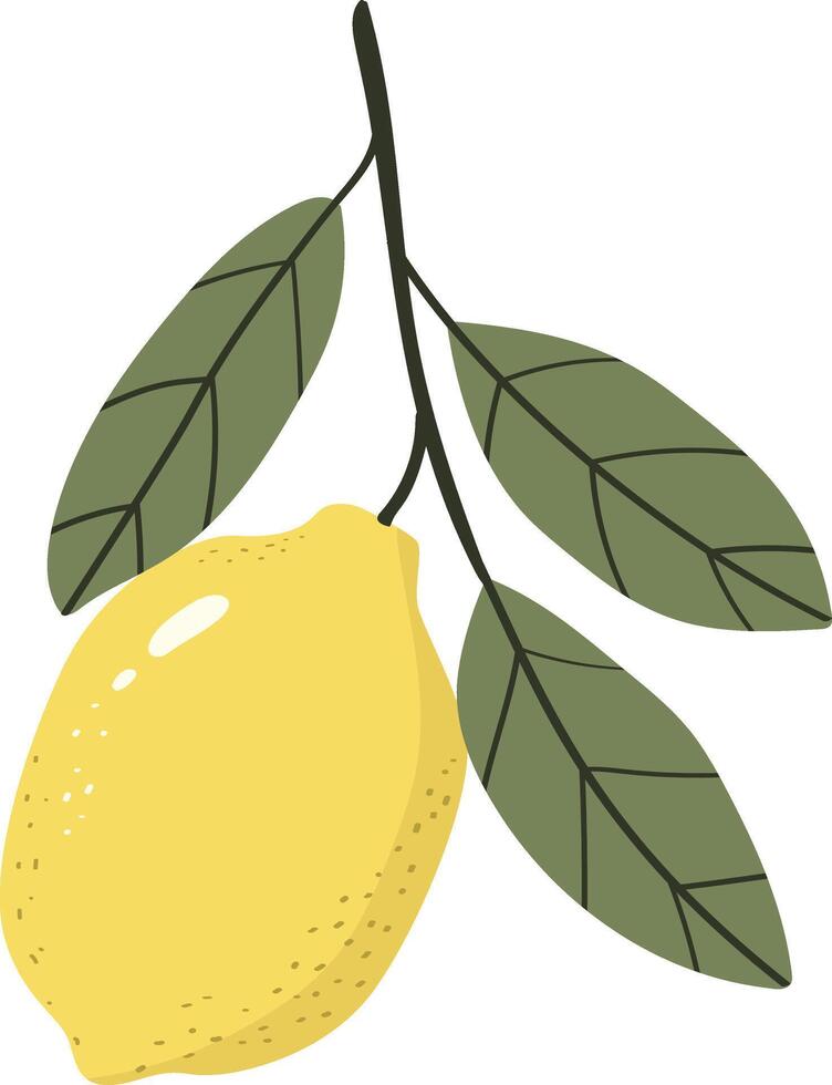 Lemon fruit with leaf isolated vector