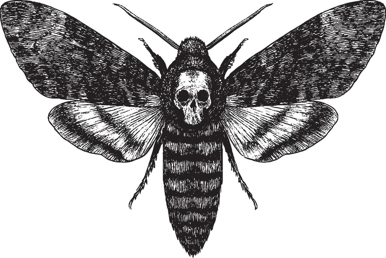 Detailed Pen and Ink Illustration of Acherontia Atropos - Death's-head Hawkmoth vector