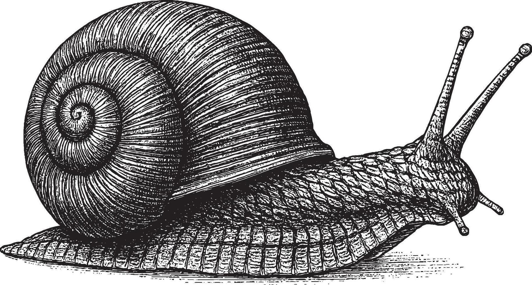 Detailed pen and ink drawing of a snail vector