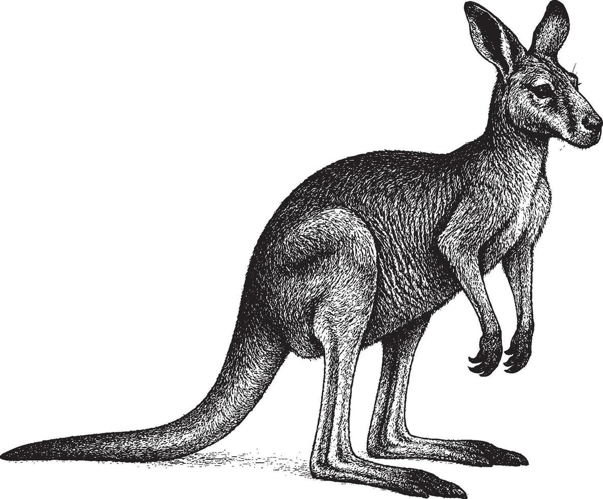 Realistic Hand-Sketched Kangaroo Illustration vector