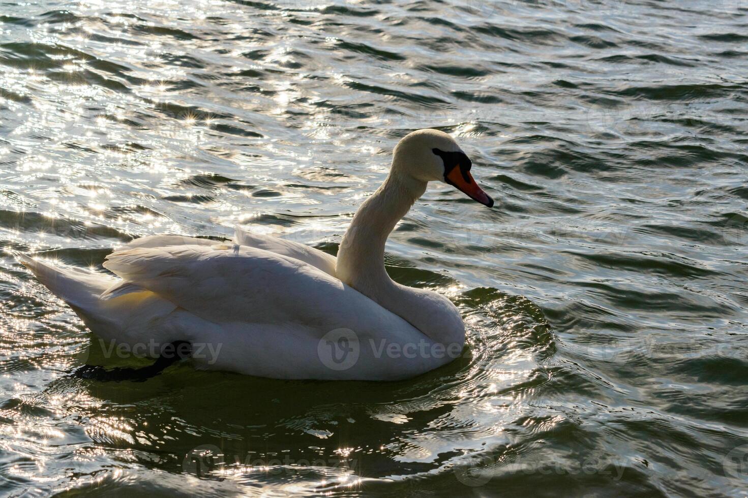 The mute swan -Cygnus olor, a large white swan with a deformed neck swims in a lake near Odessa, Ukraine photo
