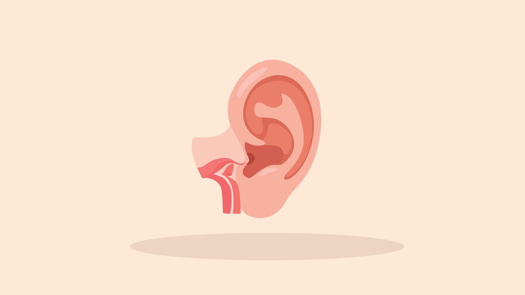 ear flat color vector