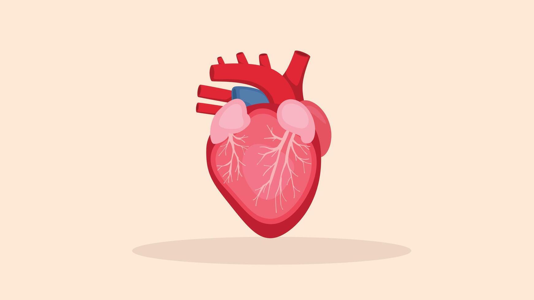 heart flat color vector