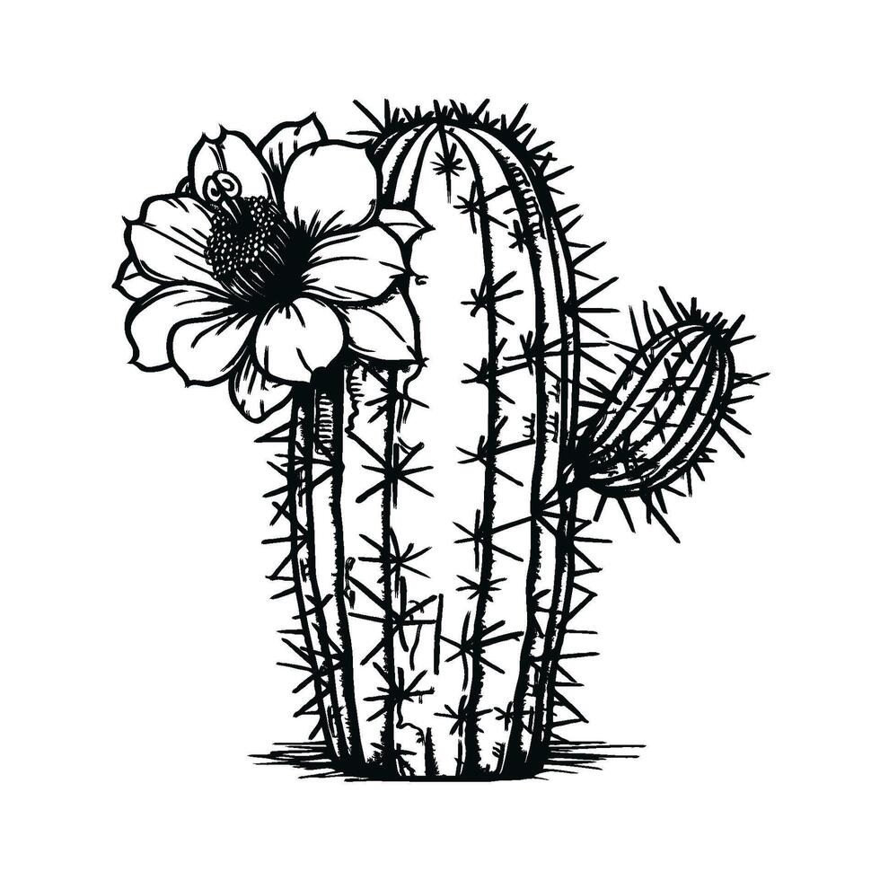 A detailed black and white illustration of a cactus with blooming flowers, on a plain background, showcasing nature's beauty vector