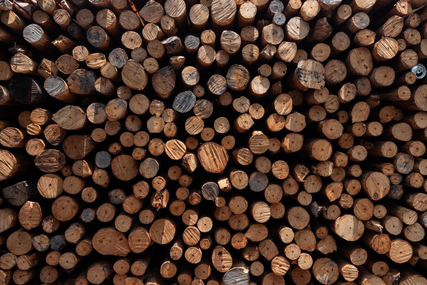 A pile of wood logs with many different sizes photo