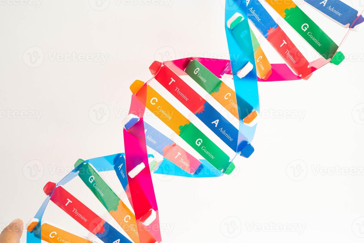 DNA molecule spiral model structure photo