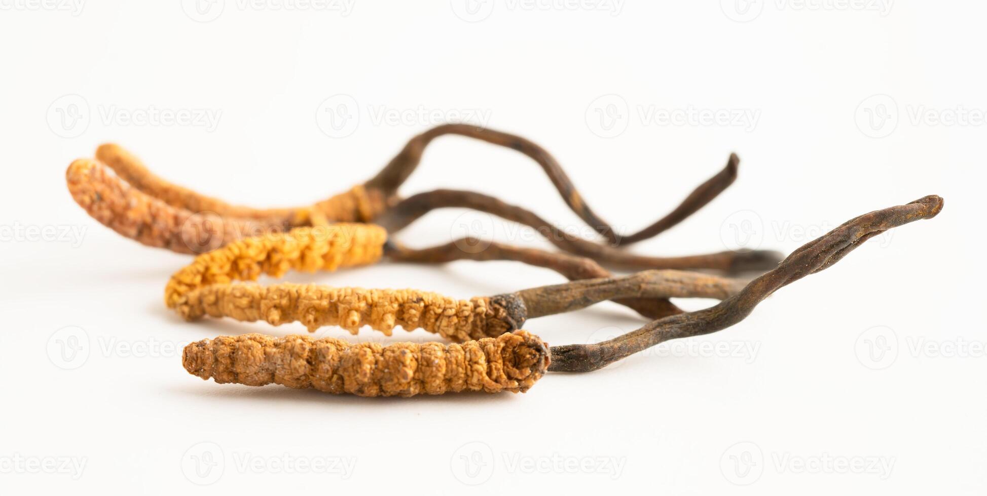 Cordyceps sinensis or Ophiocordyceps sinensis isolated on white background herb photo