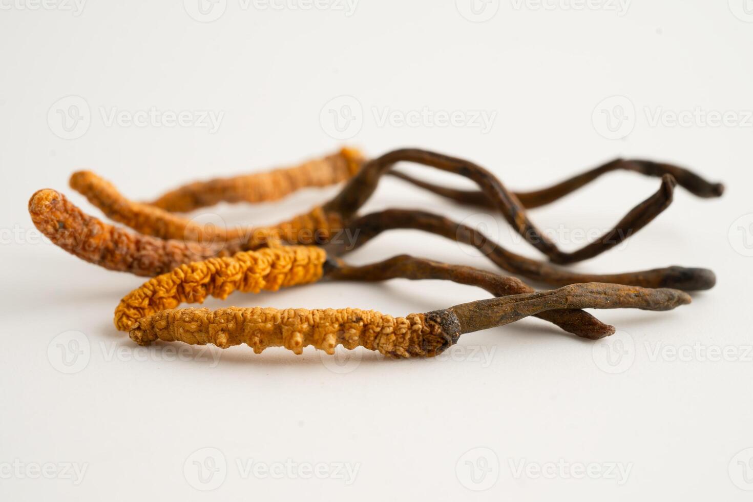 Cordyceps sinensis or Ophiocordyceps sinensis isolated on white background, mushroom herb treatment photo