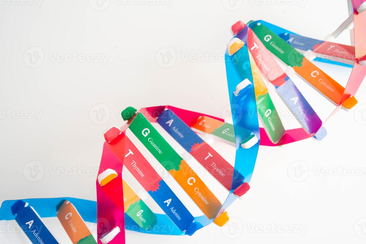 DNA molecule spiral structure model isolated on white background, chromosome gene chemical photo