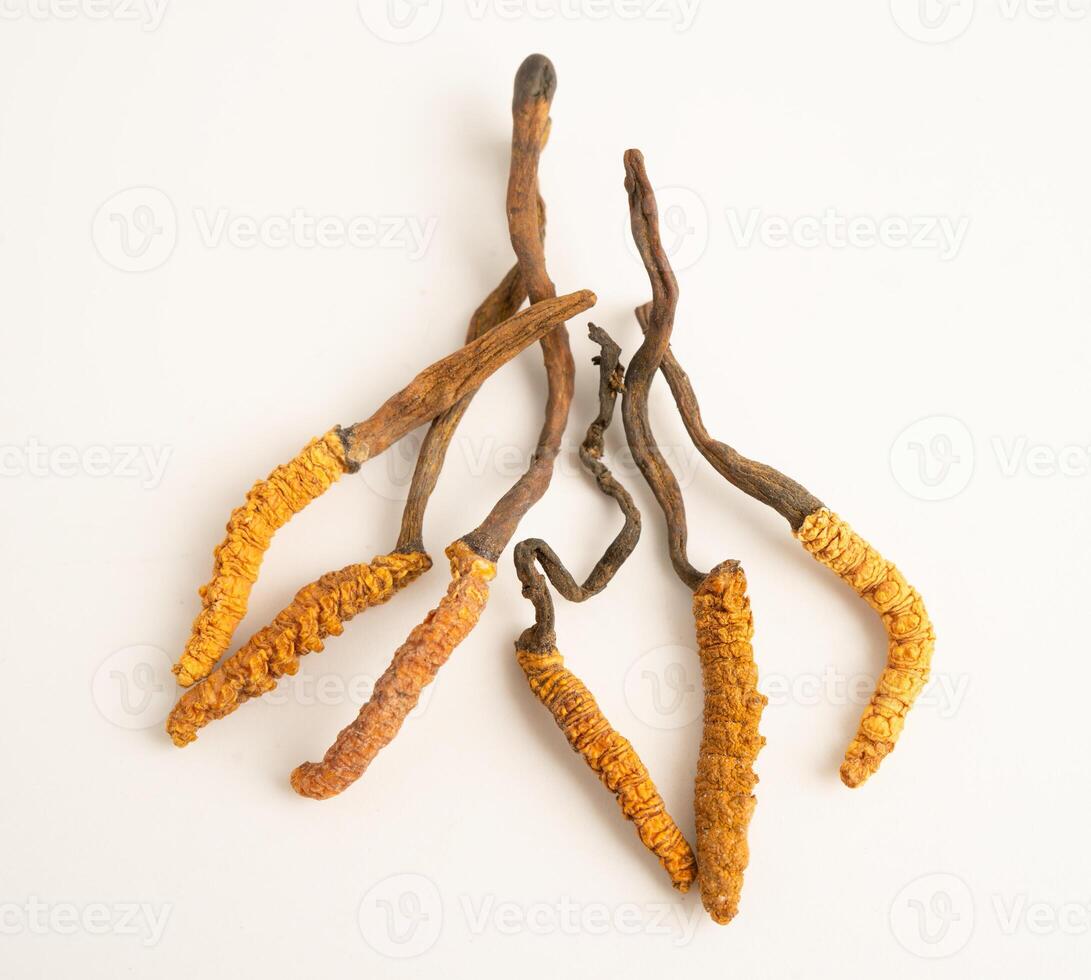 Cordyceps sinensis Ophiocordyceps sinensis isolated on white background mushroom herb photo