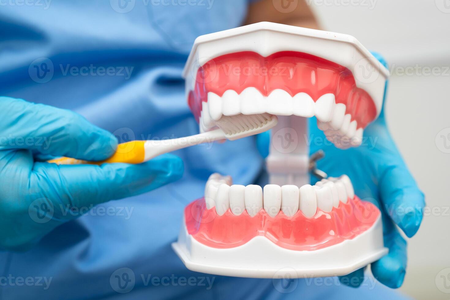 Doctor clean teeth denture with toothbrush for teach patient and dentist studying dentistry. photo