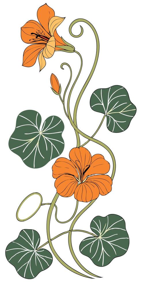 Close-up of the Nasturtium flower arranged beautifully and decorated with vines vector