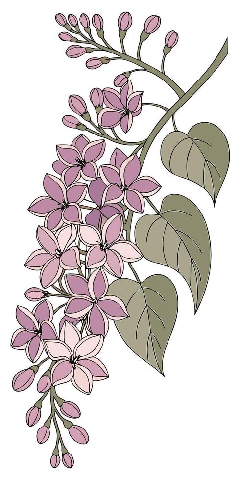 close-up the Lilac flower arranged beautifully and decorated with vines vector