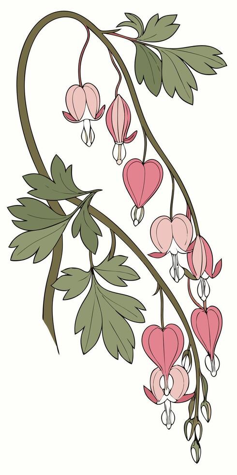 close-up the Bleeding Heart flower arranged beautifully and decorated with vines vector