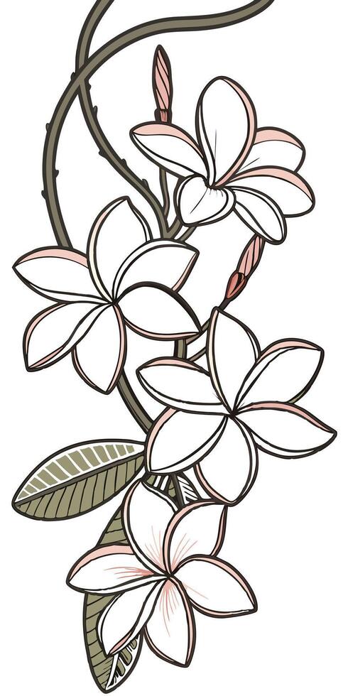 Close-up of the Plumeria flower arranged beautifully and decorated with vines vector