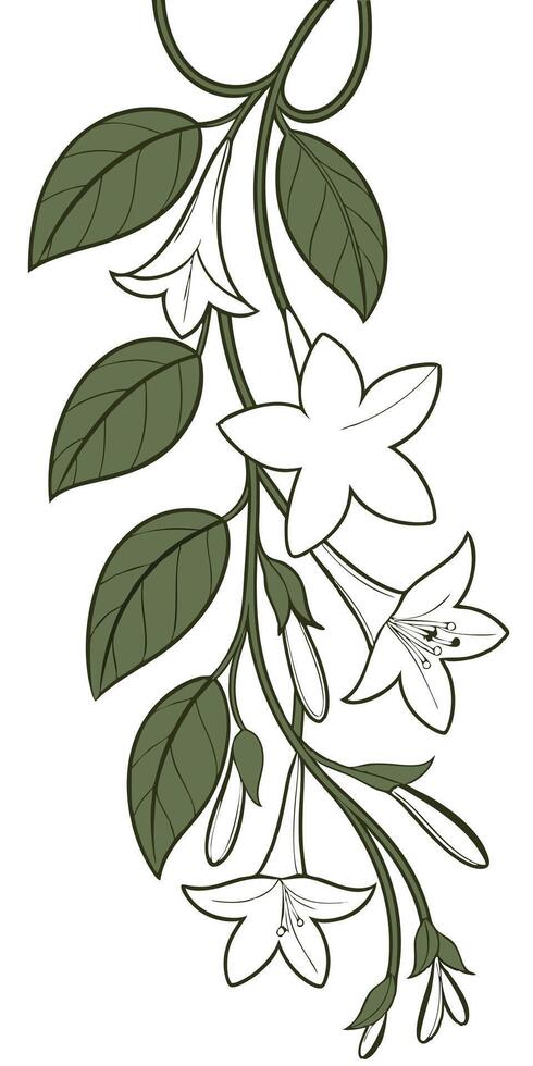 Close-up of the Stephanotis flower arranged beautifully and decorated with vines vector