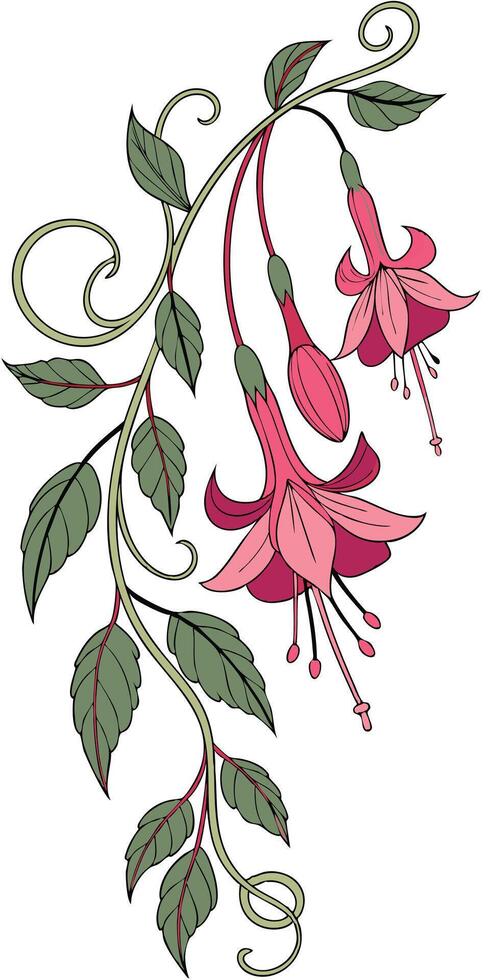 Close-up of the Impatiens flower arranged beautifully and decorated with vines vector