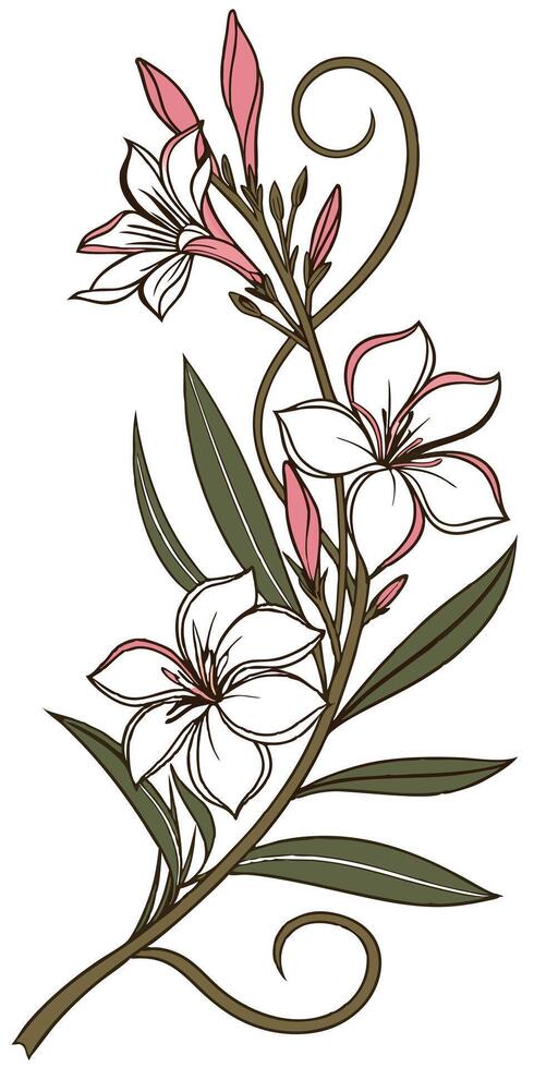 Close-up of the Oleander flower arranged beautifully and decorated with vines vector