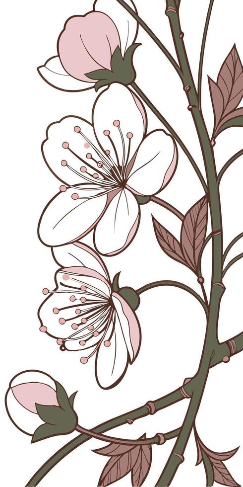 Close-up of the Cosmos flower arranged beautifully and decorated with vines vector