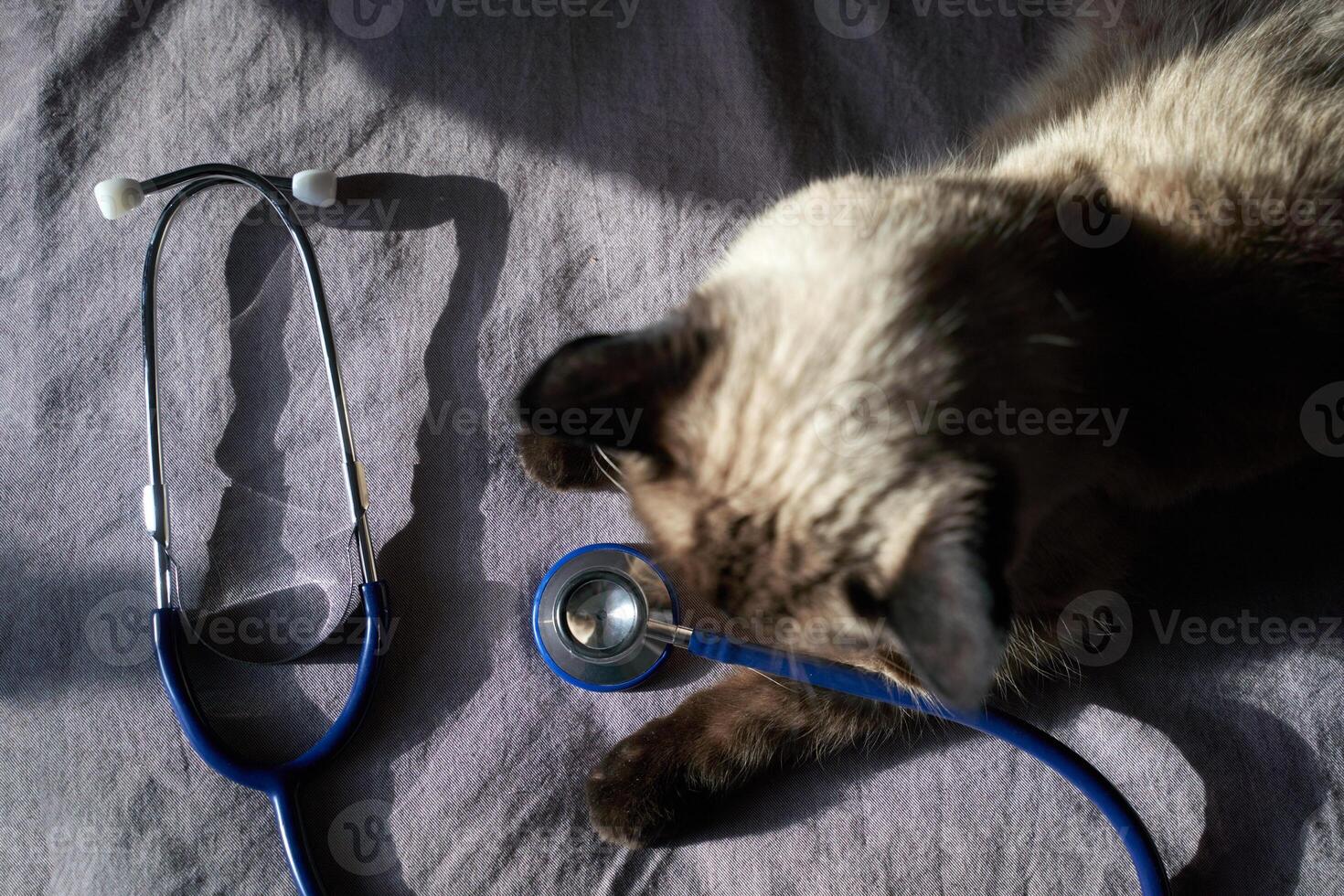 Siamese cat lying next to blue stethoscope on gray fabric in sunlight. photo