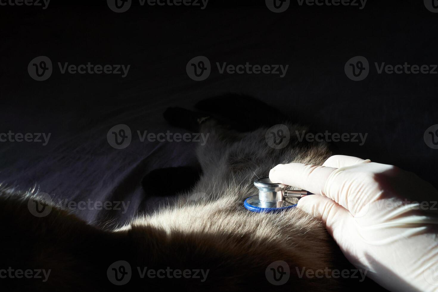 Veterinarian examining pet cat with stethoscope in low light setting. photo