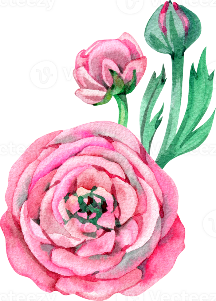 Watercolor illustration of ranunculus flowers Hand drawn composition Mother's day card png