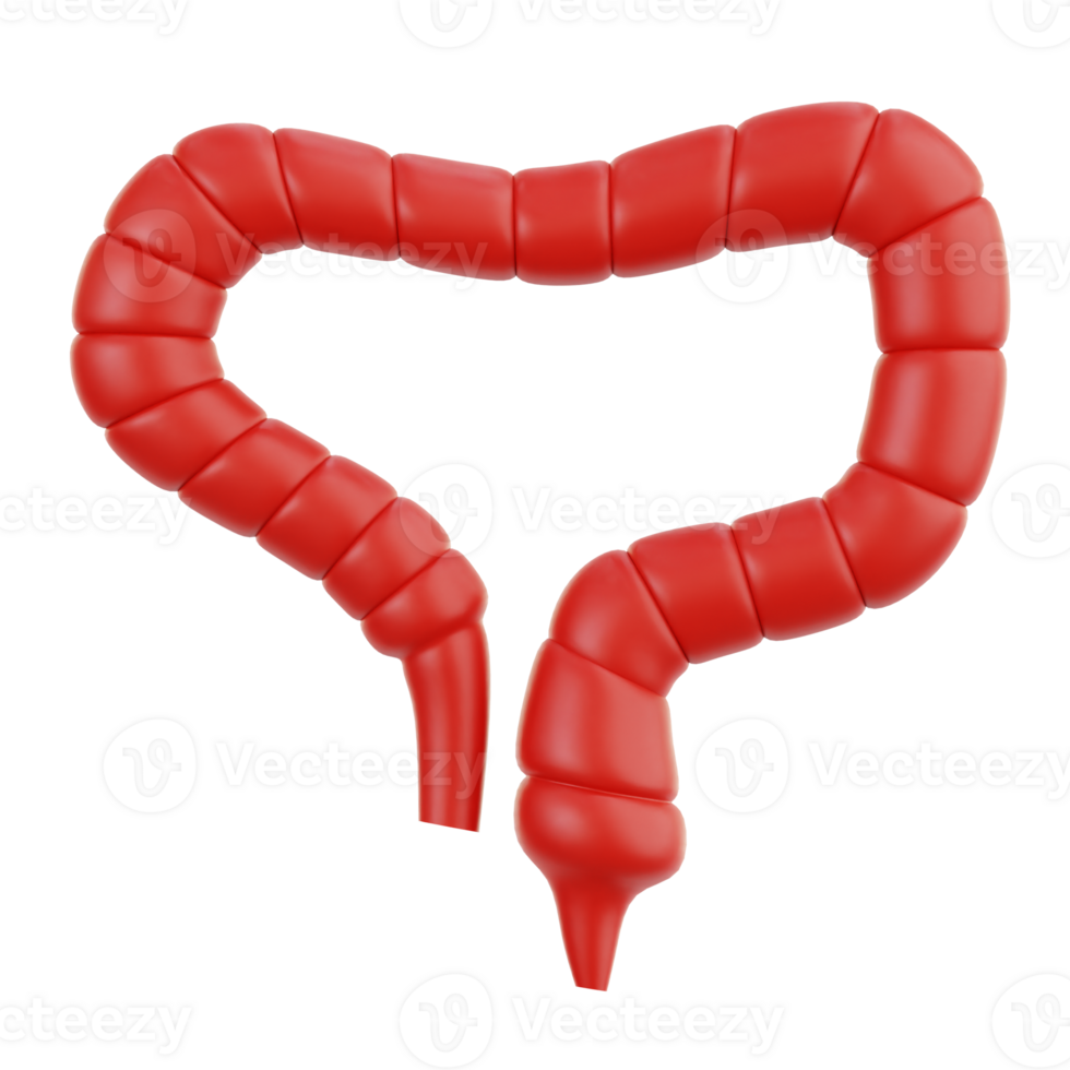 intestine human organ png