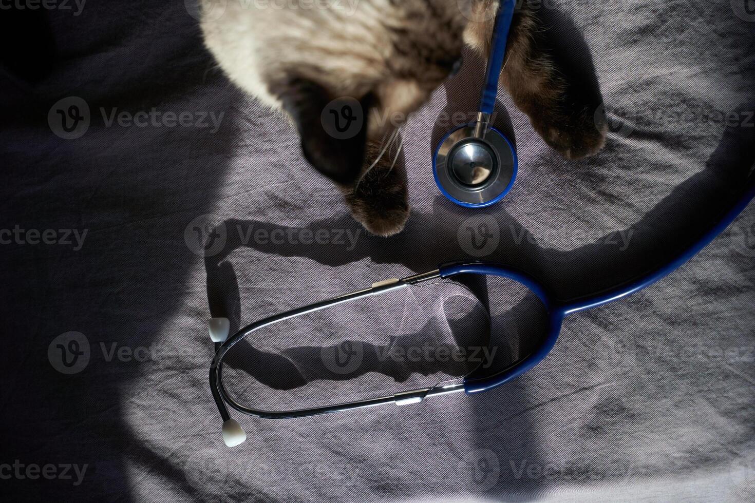 Siamese cat interacting with blue stethoscope on dark fabric surface. photo
