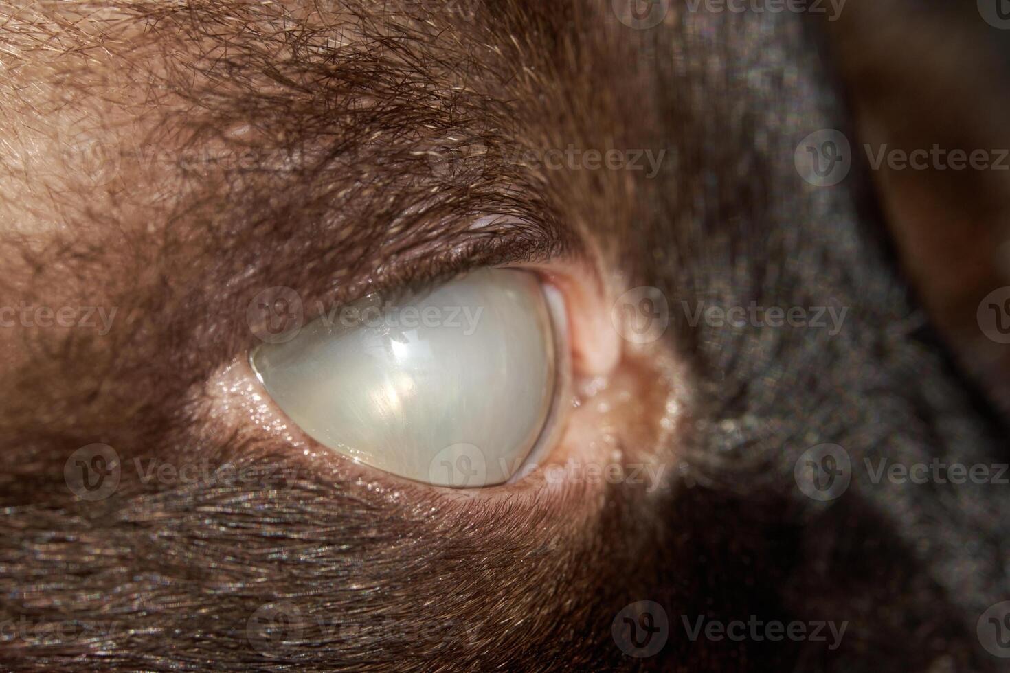 Close-up of a blind goat's eye showing cataract and detailed fur texture. photo