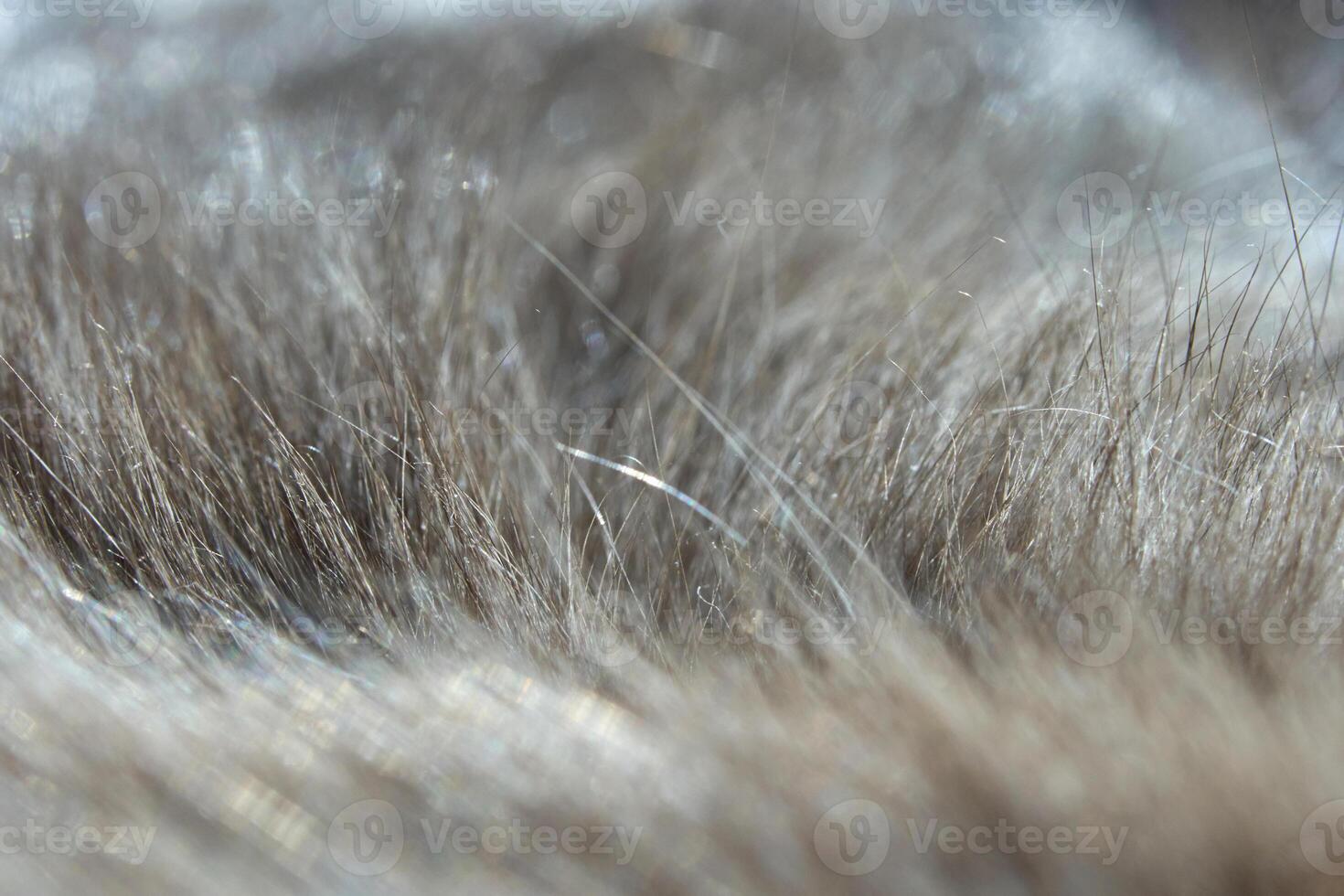 Close-up of soft animal fur texture with natural brown and gray hues in gentle light. photo