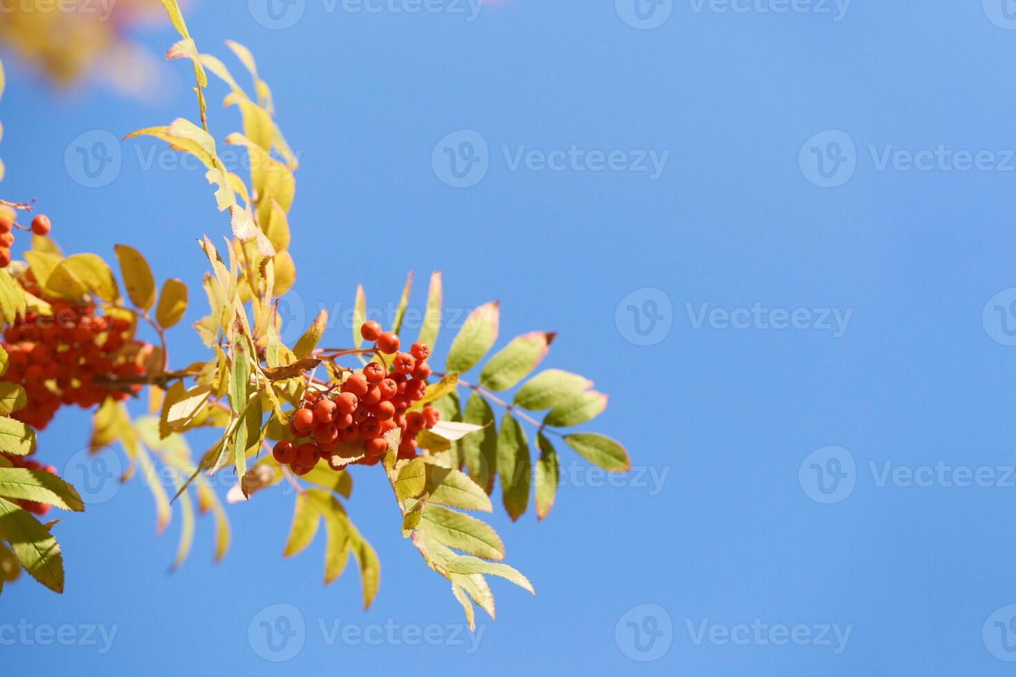 Vibrant red rowan berries and foliage against a clear blue sky in autumn. photo