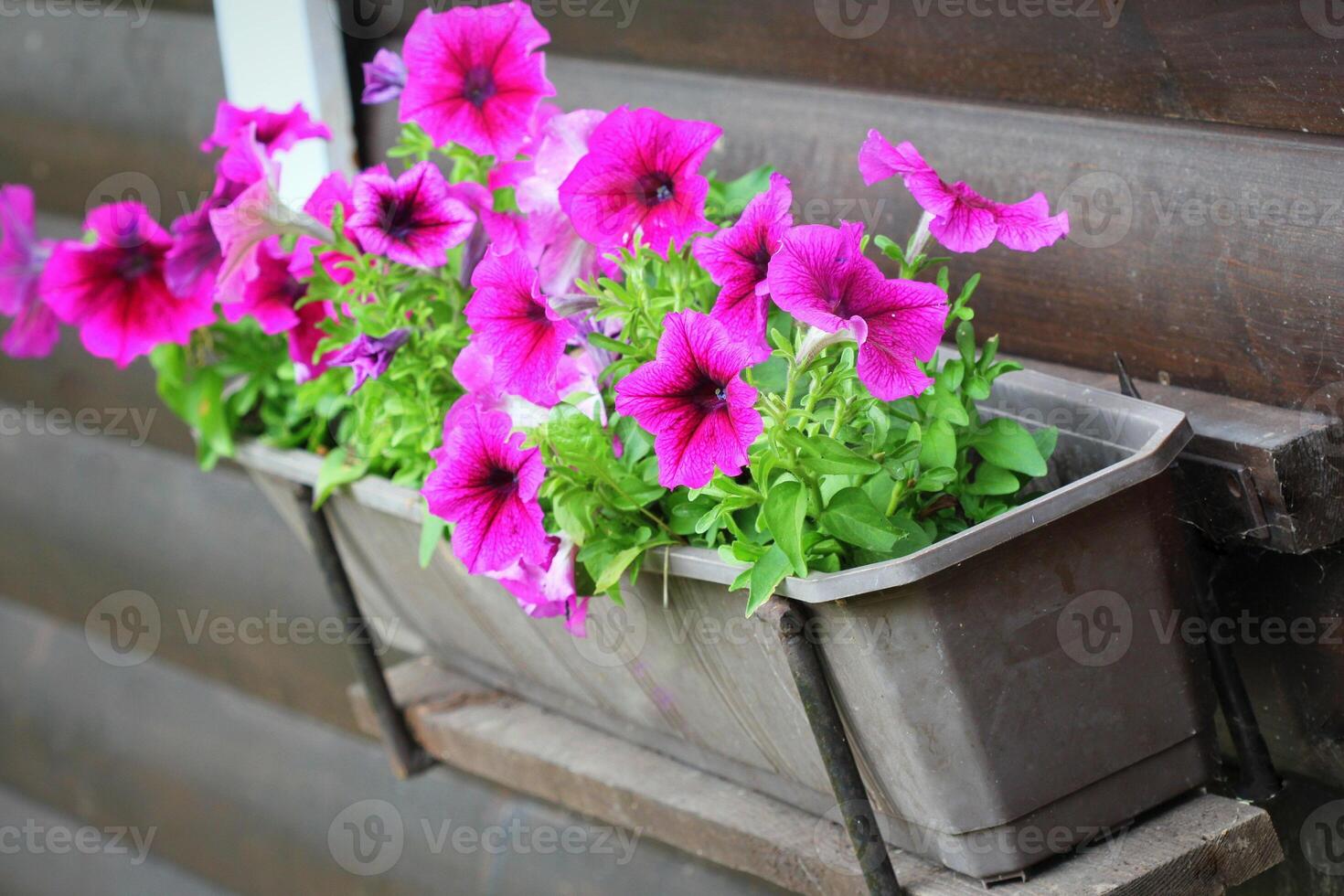 Purple petunia flowers in pot on windowsill in spring time. Shallow depth of field photo