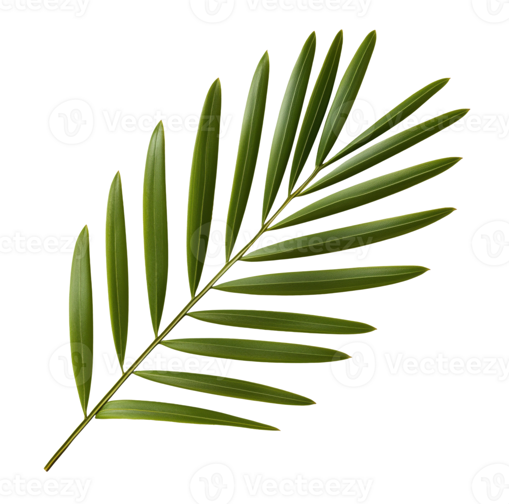 Palm leaf isolated on transparent background png