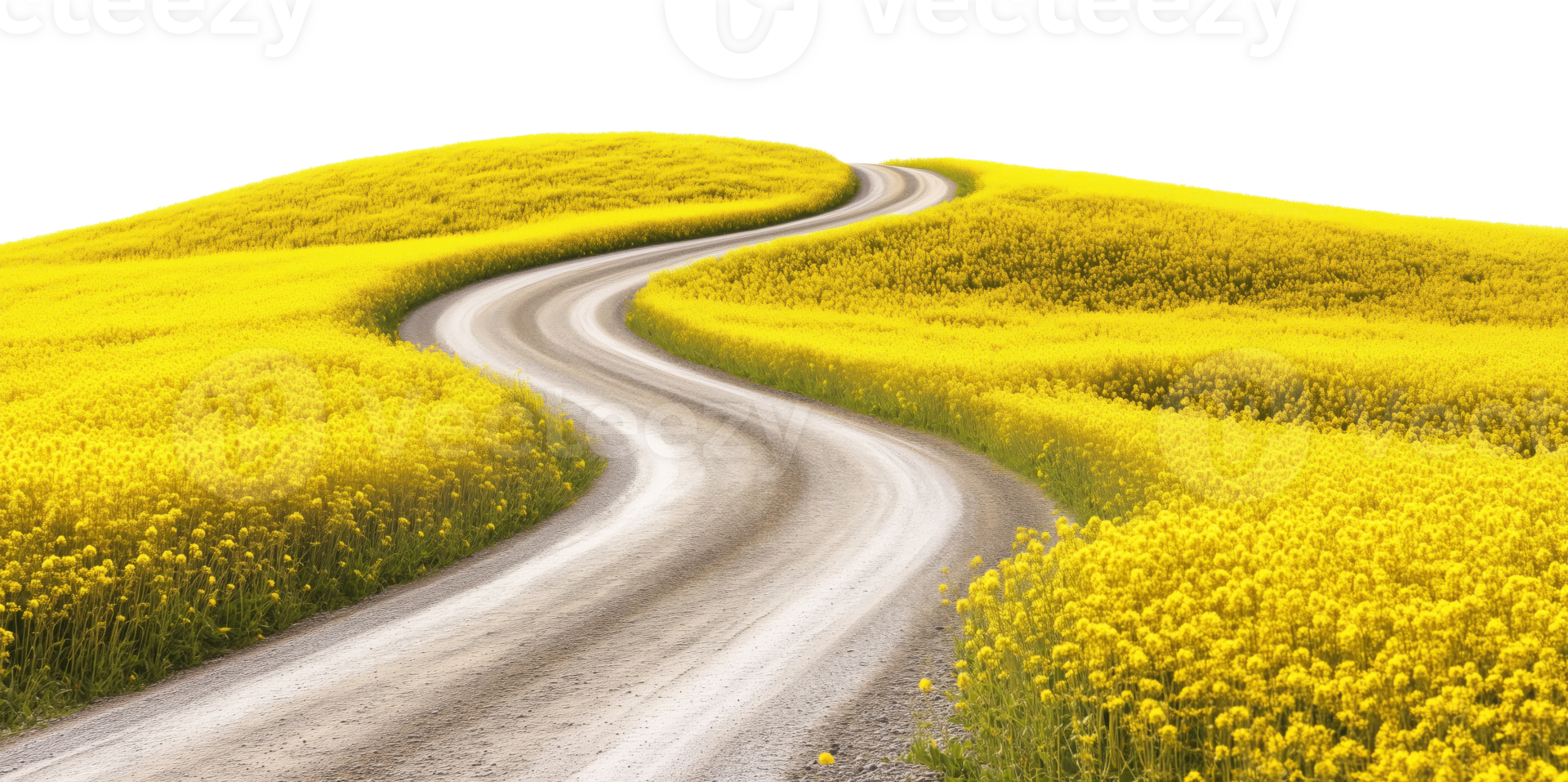 Curving asphalt road winding through vibrant yellow flower fields isolated on transparent background png