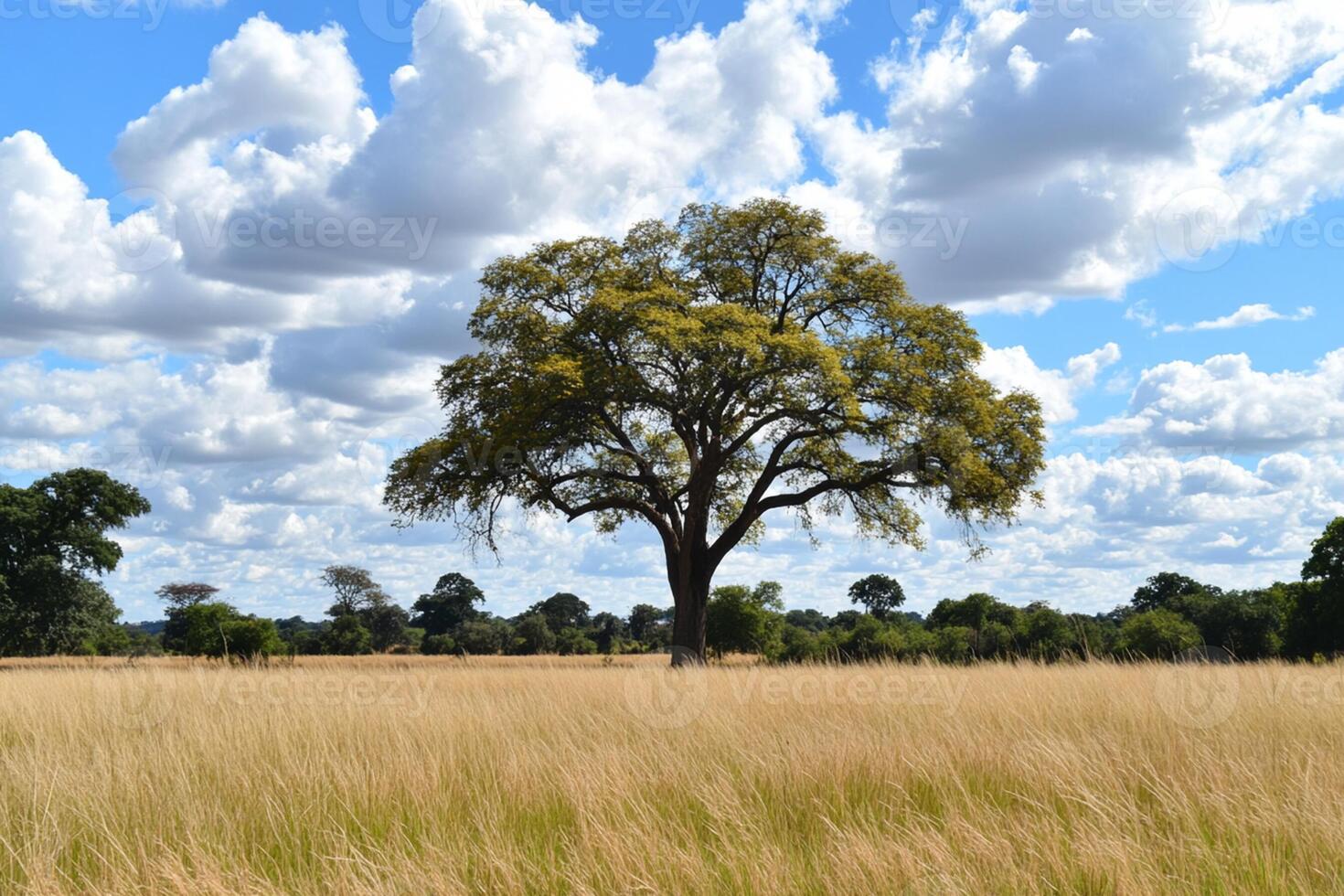 A large tree in a field with a blue sky photo