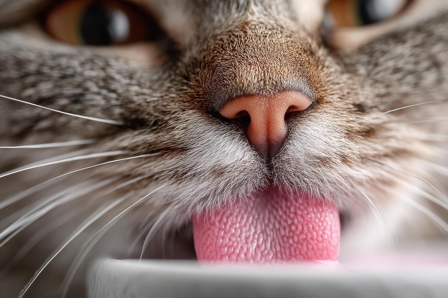 A furry cat enjoys licking a bowl, showcasing its pink tongue and whiskers in a warm, inviting indoor setting photo