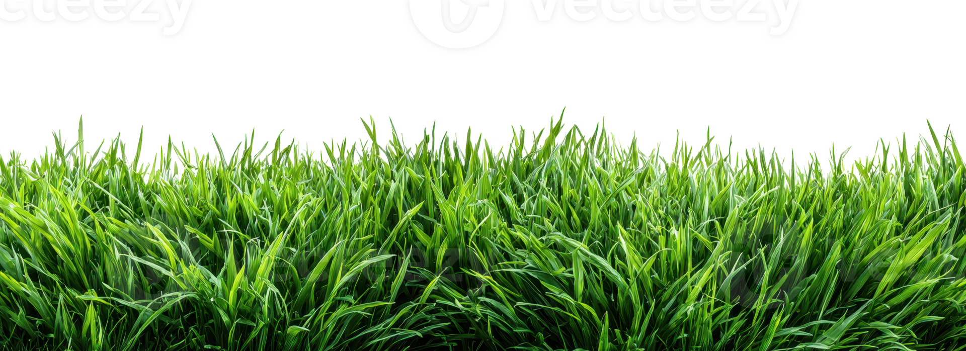Lush Green Grass Texture Vibrant Spring Meadow Nature Background Image png