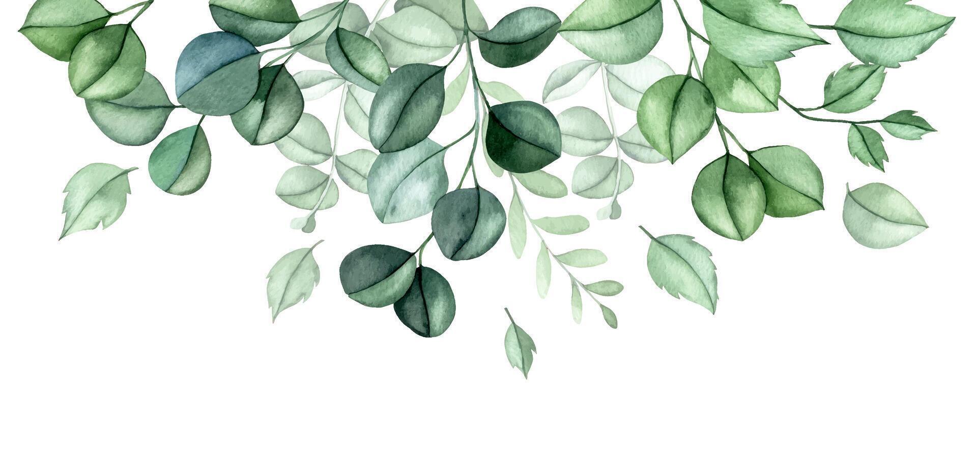 border, frame of eucalyptus leaves. elegant composition of watercolor leaves vector